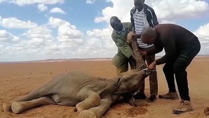   Aumentan muertes de animales producto de la sequía en Kenia 