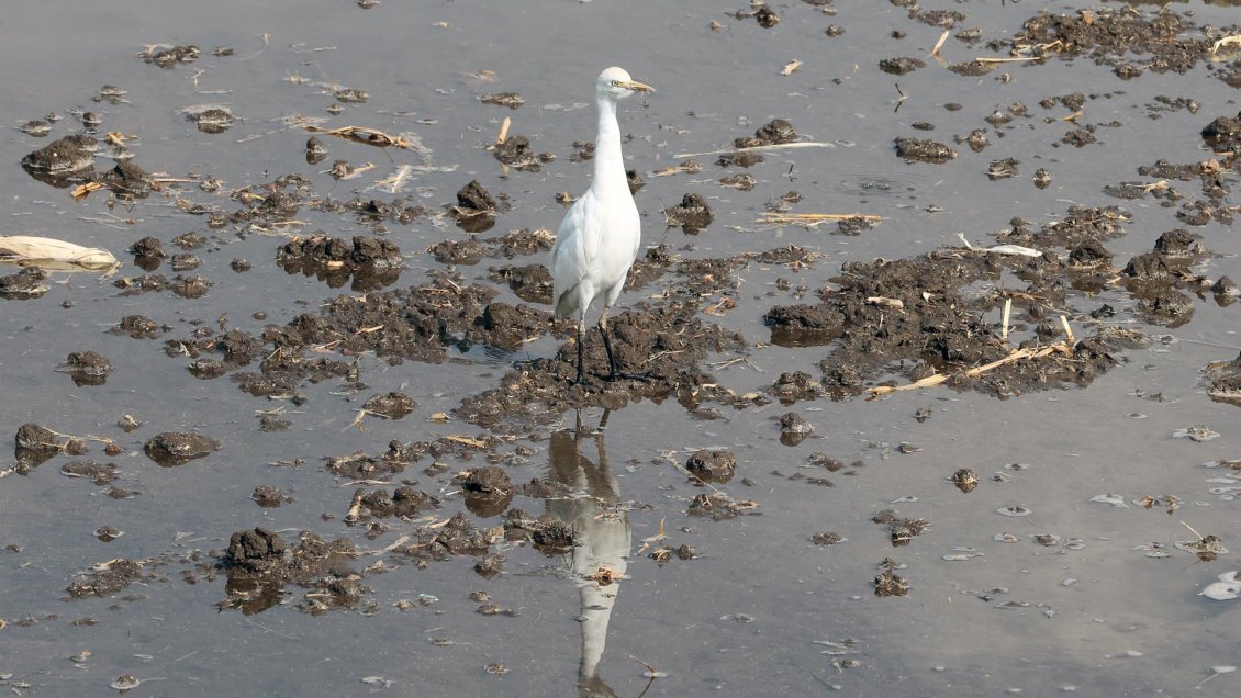 ¿Qué son las COP? Siete claves para entender la 27 cumbre del clima de la ONU
