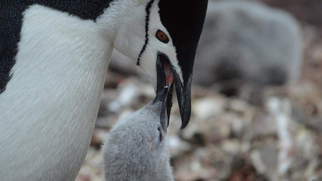 UE y 26 países acuerdan fomentar la pesca sostenible del krill en Antártica