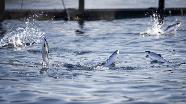  Greenpeace denuncia concesión ilegal de empresa salmonera en la bahía de Puyuhuapi  
