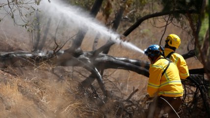  Incendio forestal en Molina está contenido en un 90%  