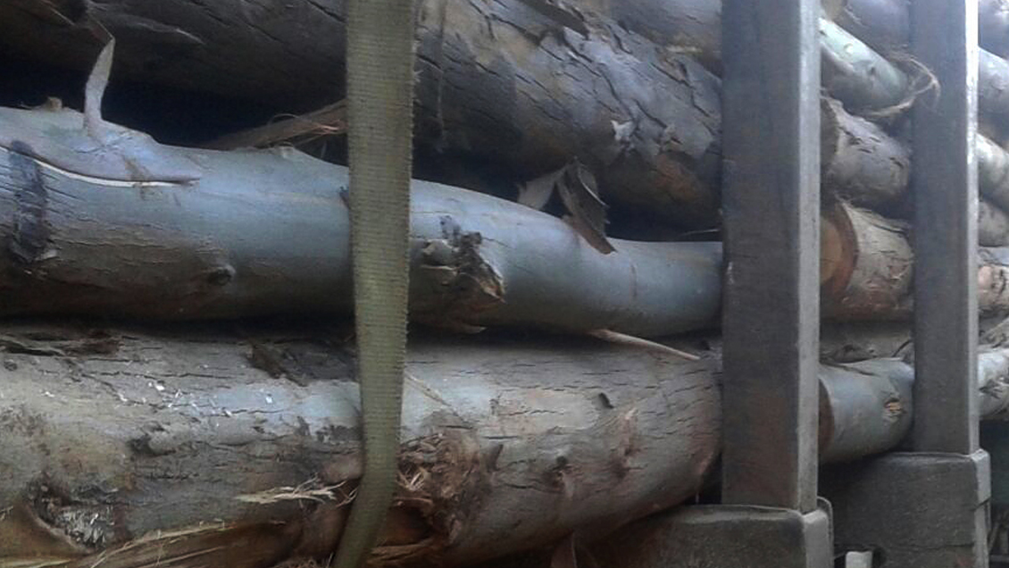 El quinto en menos de dos meses: Cayó cabecilla de banda especializada en robo de madera en el Biobío