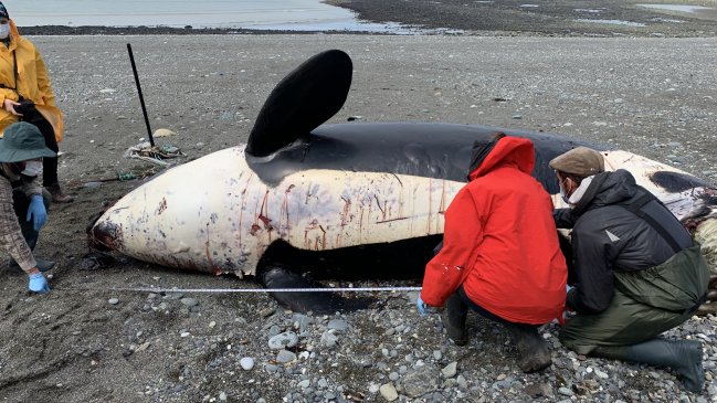 Orca de tres toneladas quedó varada en la costa del Estrecho de Magallanes