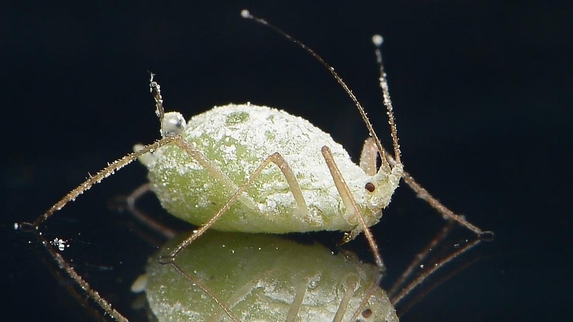 Retiran del mercado loción anti piojos por riesgo de 