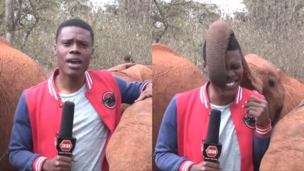  Tierno elefante juega con reportero durante plena transmisión  