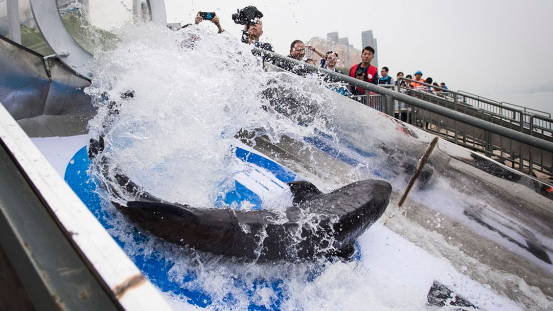 Liberan alevines de peces raros en curso superior del Yangtse