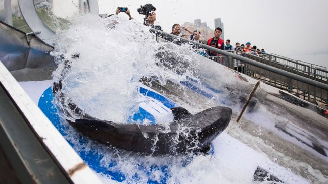 Liberan alevines de peces raros en curso superior del Yangtse