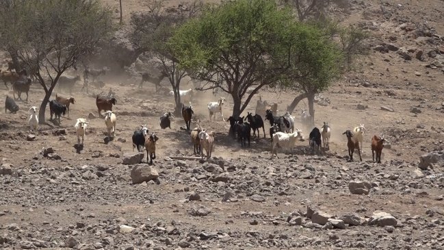 Preocupación entre crianceros de Monte Patria por cierre de valle argentino para pastoreo