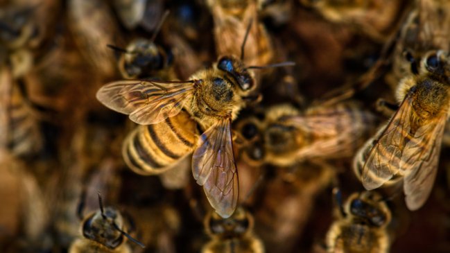   Ataque de abejas dejó a 32 personas hospitalizadas en Uruguay 