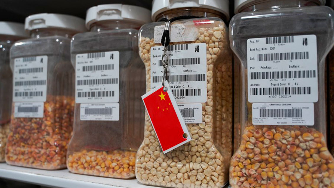Cooperación entre China y agencia internacional de investigación agrícola busca salvaguardar la seguridad alimentaria