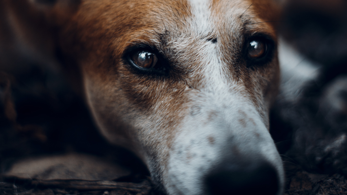 Municipio de Lo Prado se querelló tras hallazgo de bolsas y sacos con restos de perros
