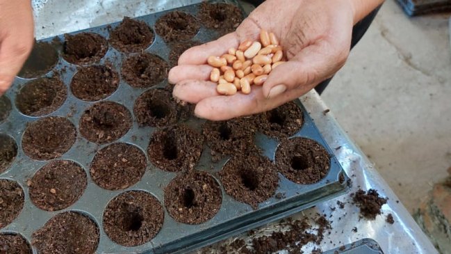  Proyecto busca crear semillero popular en comuna de San Vicente  