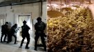 Desbaratan banda que camuflada marihuana en ayuda humanitaria para Ucrania