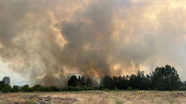 Nueve damnificados y más de 500 hectáreas consumidas dejan dos incendios forestales en provincia de Colchagua
