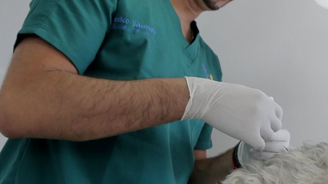 PDI detuvo a dos falsos veterinarios que atendieron miles de mascotas en Talagante