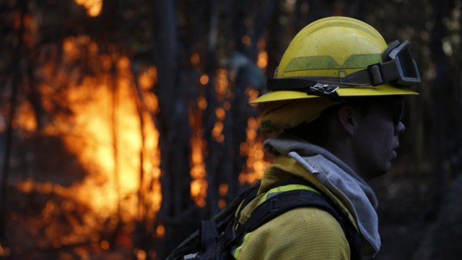 Alerta Roja en Viña del Mar: Incendio forestal fuera de control afecta al Jardín Botánico