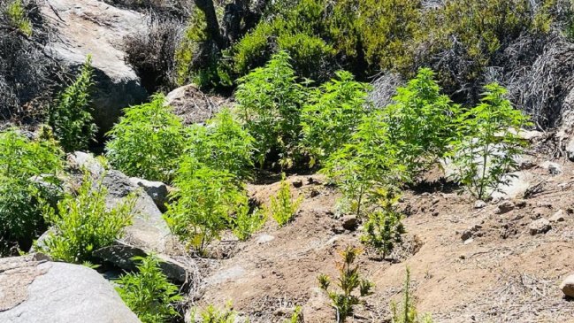 Mil plantas de marihuana fueron descubiertas en quebrada de Canela