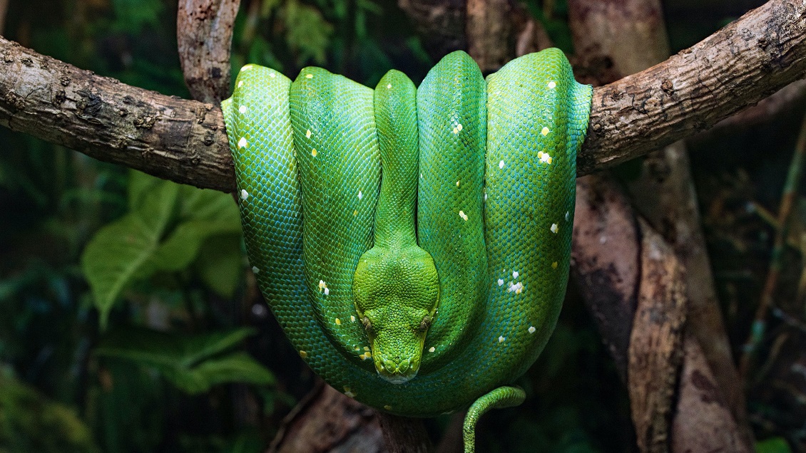 Científicos encuentran por primera vez el clítoris de las serpientes: Tiene forma de corazón