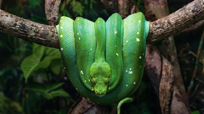 Científicos encuentran por primera vez el clítoris de las serpientes: Tiene forma de corazón