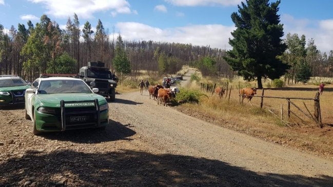 Carabineros fueron atacados con disparos durante procedimiento por robo de vacunos en Angol