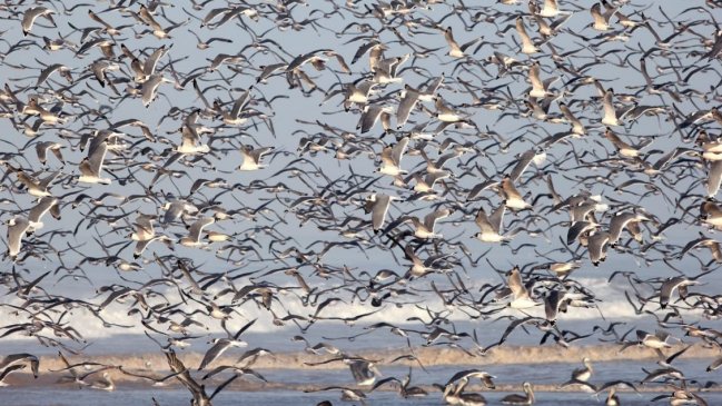 Autoridades conformaron mesa técnica por gripe aviar en el Norte Grande