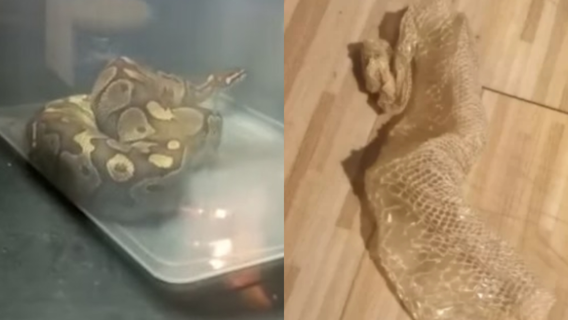 Terror en edificio de Macul: Encontraron una pitón en el interior de un departamento