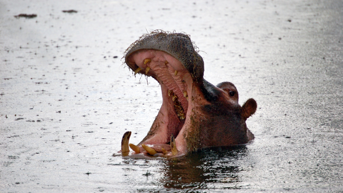 Hipopótamo se tragó a un niño de dos años y luego lo escupió vivo