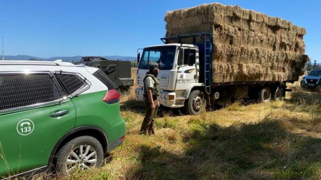 Detuvieron a dos delincuentes mientras robaban fardos de pasto en fundo de Los Sauces