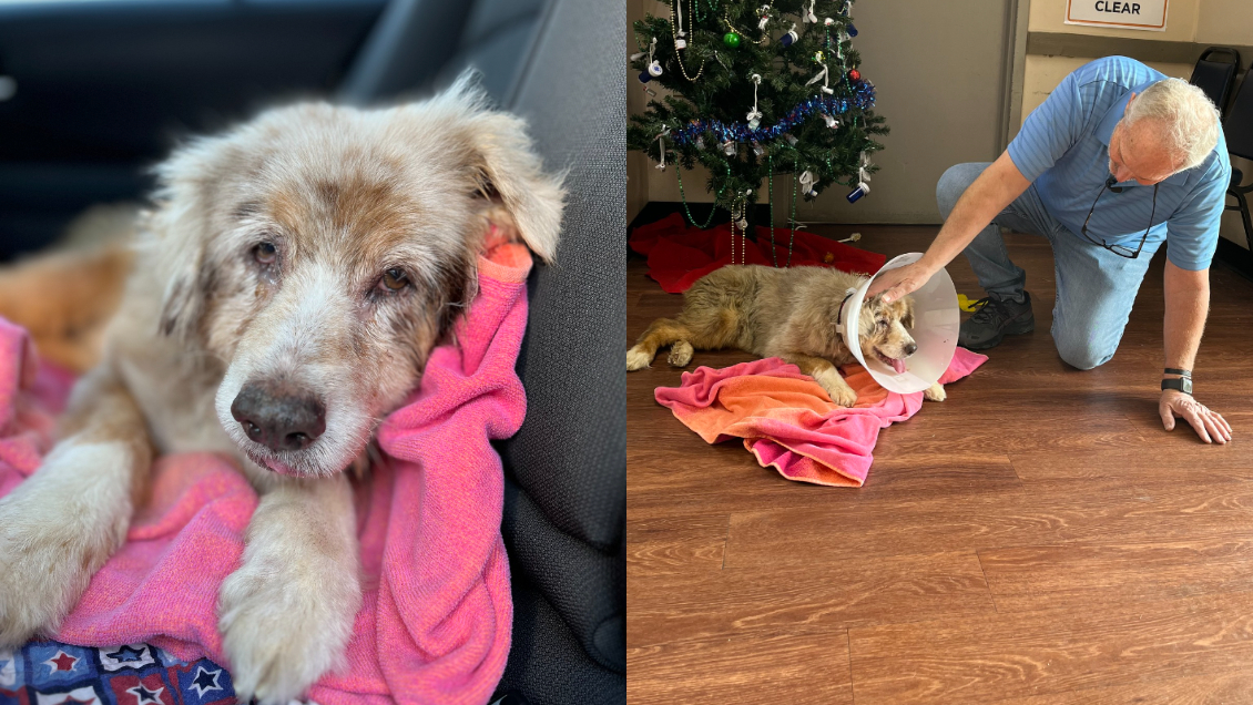 Perrita que se perdió hace siete años, asustada por fuegos artificiales, volvió con su familia