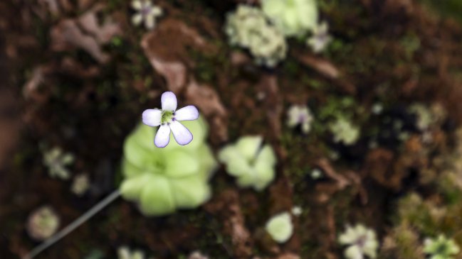 COP15 acuerda proteger al menos 30% del planeta para preservar biodiversidad