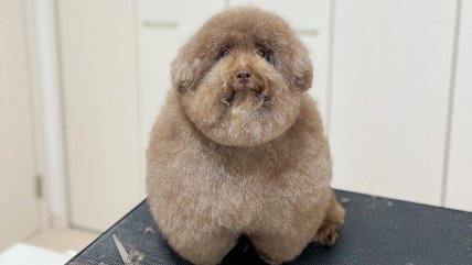   Mohu: la perrita que causa furor en redes sociales por ser completamente redonda 