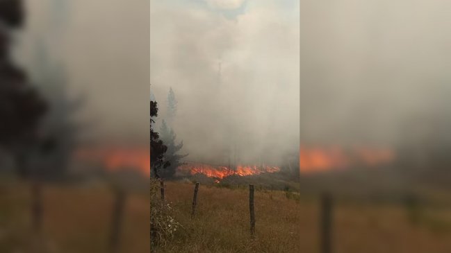 Onemi declaró alerta roja para Nueva Imperial por incendio forestal