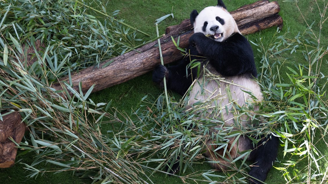 Pandas gigantes regresarán a China después de dos décadas en zoológico de Memphis