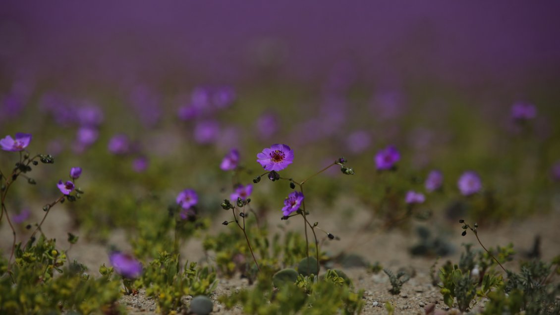 Chile aprueba la creación del Parque Nacional Desierto Florido
