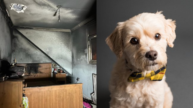 Perrito incendió su casa tras encender accidentalmente un secador de pelo