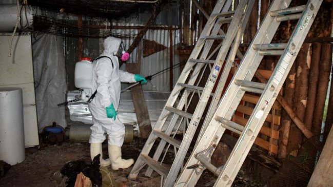 Confirman nuevo caso de virus hanta en Aysén: paciente fue internado en el Hospital del Tórax