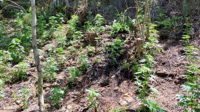 Incautan más de 5.000 plantas de marihuana en precordillera de San Fernando