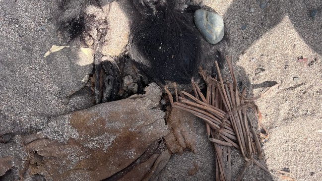  Profesor descubrió momia prehispánica durante paseo por la playa  