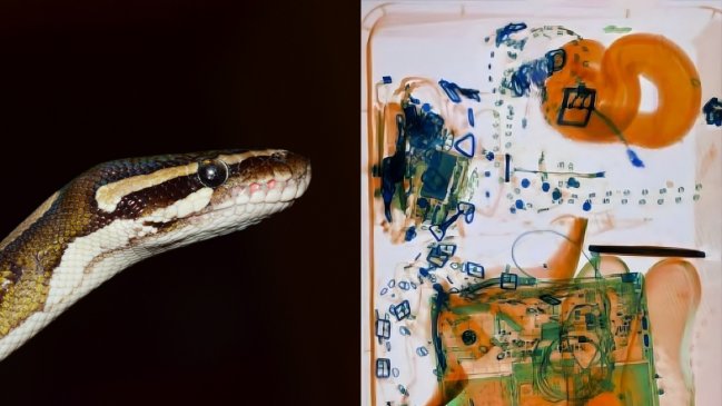 Mujer quiso viajar en avión con una boa porque era su 