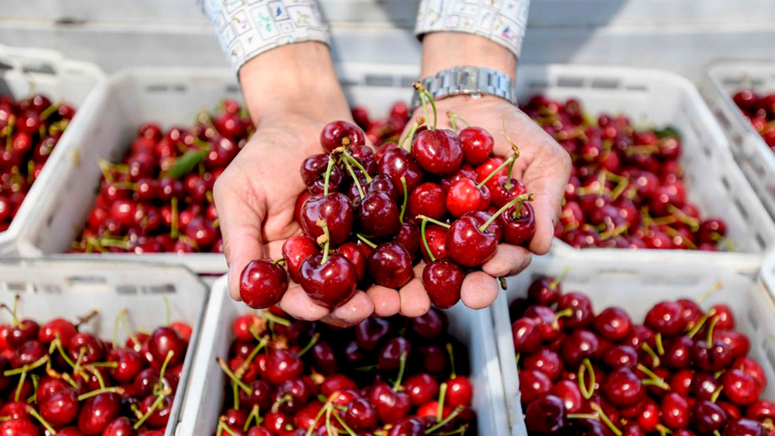 Puerto de China abre ruta marítima directa para importaciones de cerezas chilenas