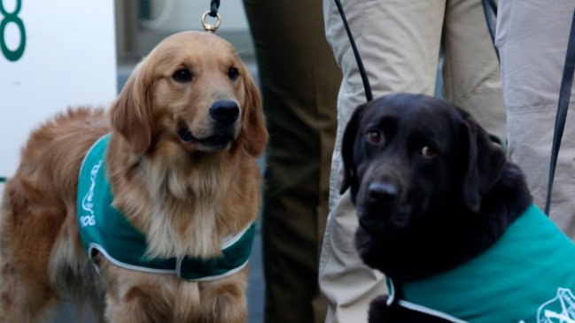 Perros de Carabineros detectaron marihuana en una encomienda que venía desde el norte del país