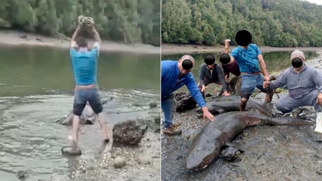 Sernapesca presentó denuncia por cruel agresión a tiburones en Chiloé