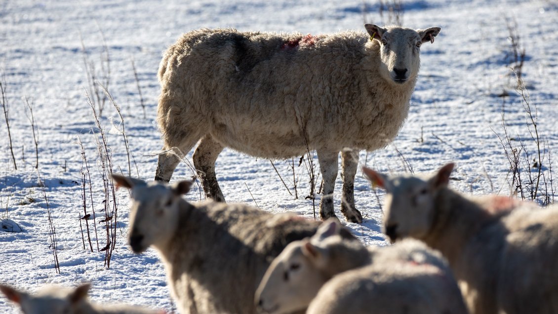 El hielo de Groenlandia alcanzó la temperatura más cálida en mil años