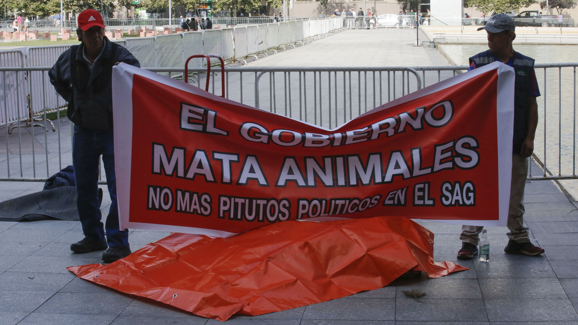 SAG criticó protesta con león muerto y descartó responsabilidad en su deceso