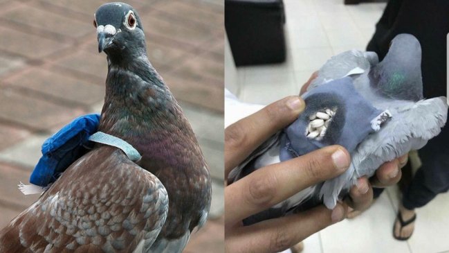  Capturan a paloma ingresando droga a una cárcel de Canadá con una pequeña mochila 