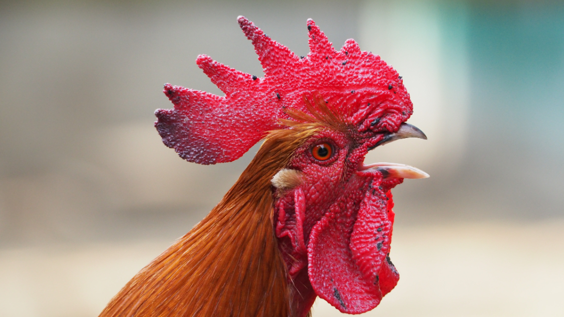 “Nuggets para la cena”: Cocinó a su gallo mascota porque atacó a su hija y causó indignación en redes