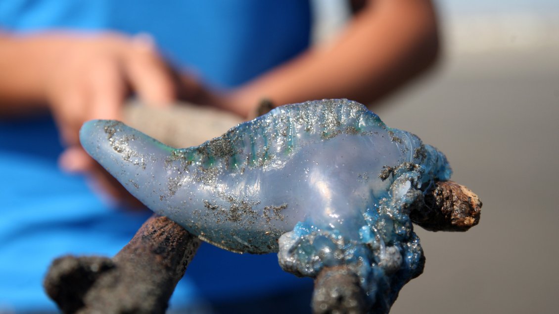 La invitada de piedra: Qué hacer ante la picadura de una fragata portuguesa
