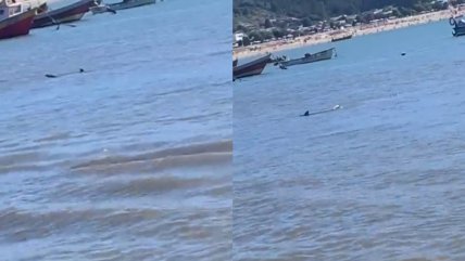   Tiburón fue avistado en la playa de Dichato 