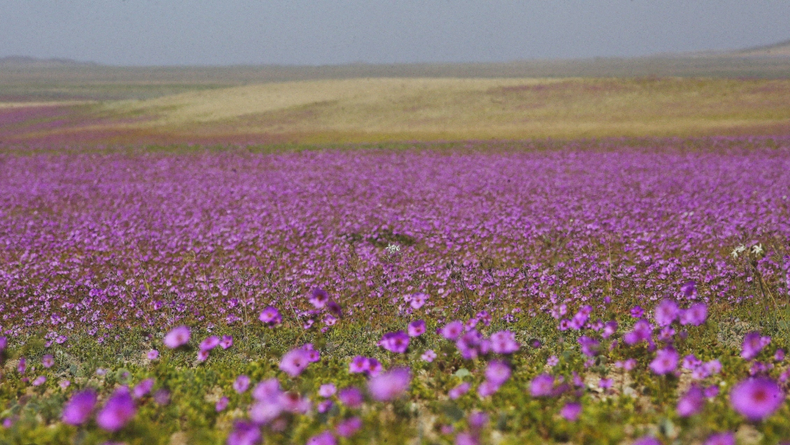 230 mil personas acudieron a la Región de Atacama para presenciar el desierto florido