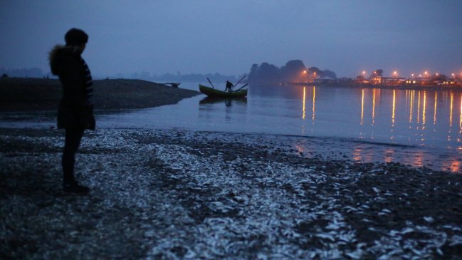 Alerta en Chiloé por condiciones para brote de marea roja